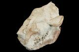 Fossil Oreodont (Merycoidodon) Skull - Wyoming #175648-6